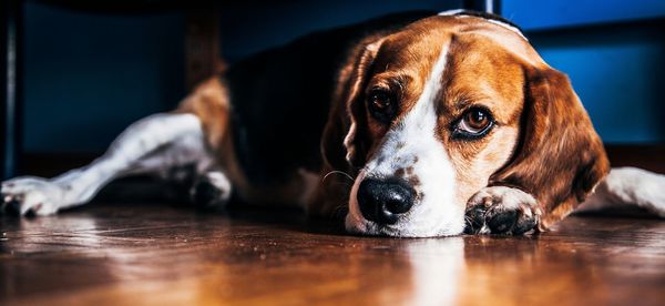 Close-up portrait of a dog