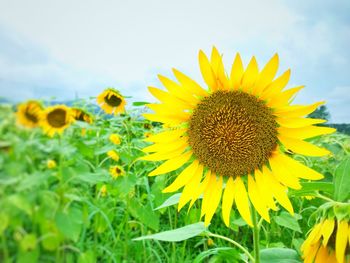 Close-up of sunflower on field against sky