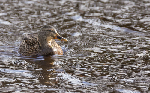 Close-up of duck swimming in lake