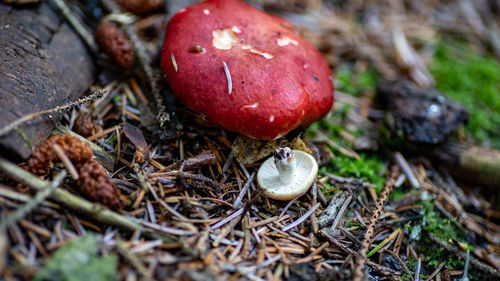 A red mushroom in a forest.  in the russula family. a smaller mushroom is beside the larger one.