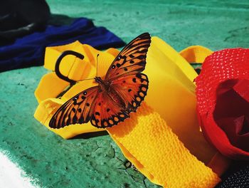Close-up of butterfly pollinating on orange flower