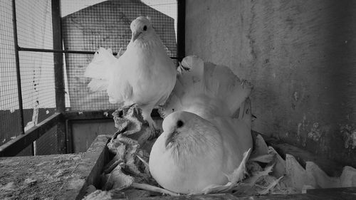 View of birds in cage