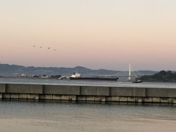 Birds flying over sea