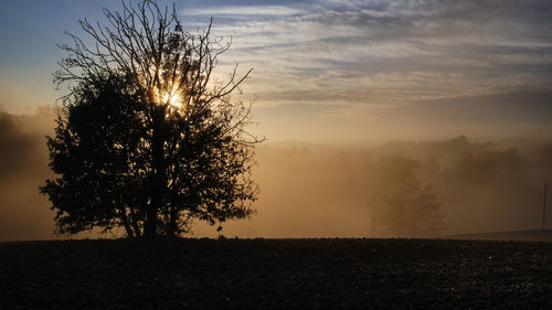 Silhouette tree on field against sky during sunset