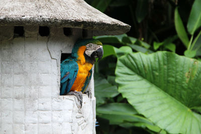 Close-up of a bird perching on leaf