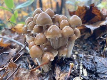 fungus