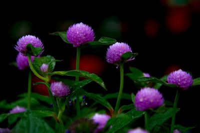 Close-up of flowers blooming outdoors