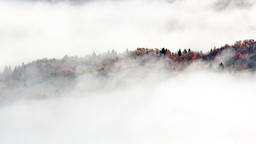 Panoramic view of trees in fog