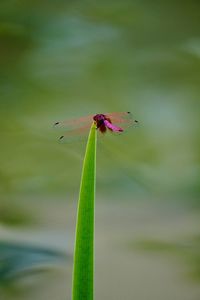 Close-up of insect on pink flower