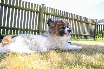 Dog looking away on field