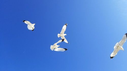 Low angle view of seagulls flying against clear blue sky