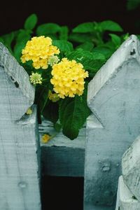 Close-up of yellow flower