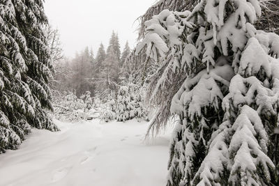 Snow covered land and trees against sky