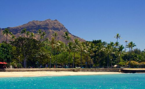 Palm trees at beach