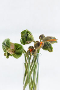 Close-up of vase over white background