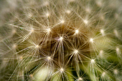 Full frame shot of dandelion on plant