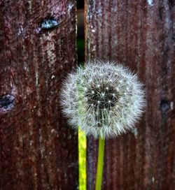 Close-up of dandelion flower