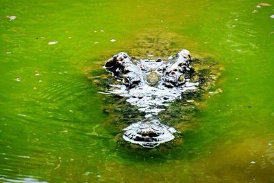 Trees in water