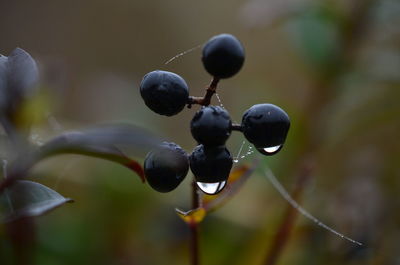 Close-up of berries growing on tree