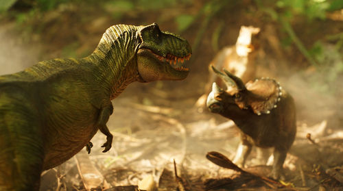 Close-up of deer on field