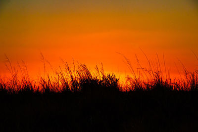 Silhouette plants on field against orange sky