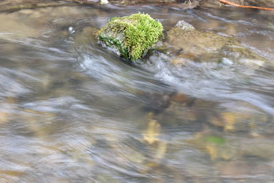 High angle view of plant growing in lake