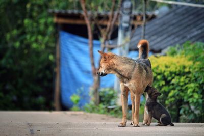 Dog feeding puppy on street