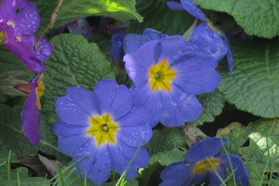 Close-up of purple flowering plants