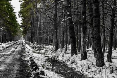 Road amidst trees in forest during winter