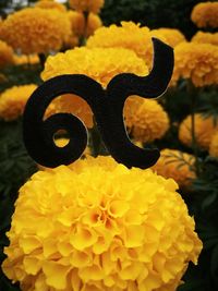 Close-up of yellow flowers