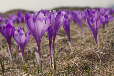 Close up purple crocus flower petals texture concept photo