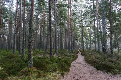 Dirt road passing through forest