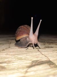 Close-up of snail