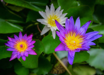 Close-up of fresh purple water lily in pond