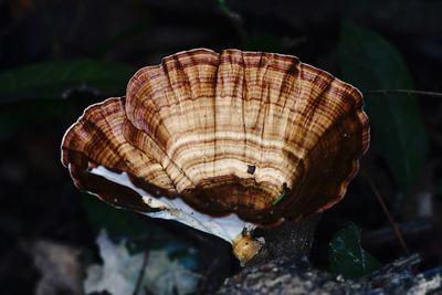 Bracket fungi grow from tree stem, beauty in nature