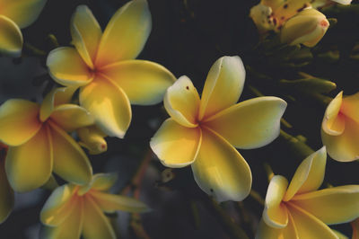 Close-up of frangipani blooming outdoors