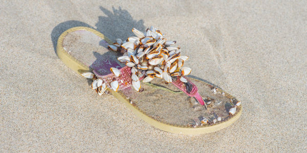 High angle view of shells on beach