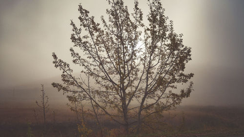 Close-up of tree against sky at sunset