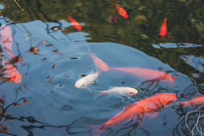 High angle view of koi carps swimming in lake