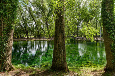 Scenic view of lake in forest