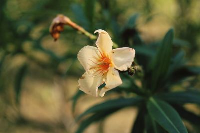 Close-up of white flowering plant