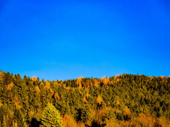 Scenic view of forest against clear blue sky