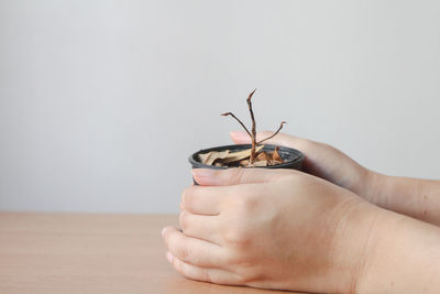 Cropped hand holding plant against white background