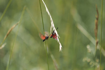 Close-up of insect on plant