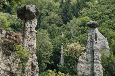 Rear view of man standing on rock in forest