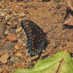 Close-up of butterfly