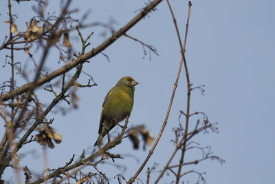 Low angle view of bird perching on branch against sky