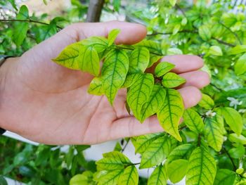 Close-up of hand holding leaves