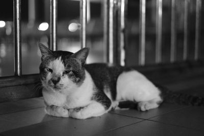 Close-up of a cat lying on floor at home