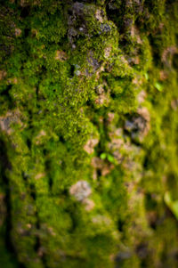 Trees growing in forest